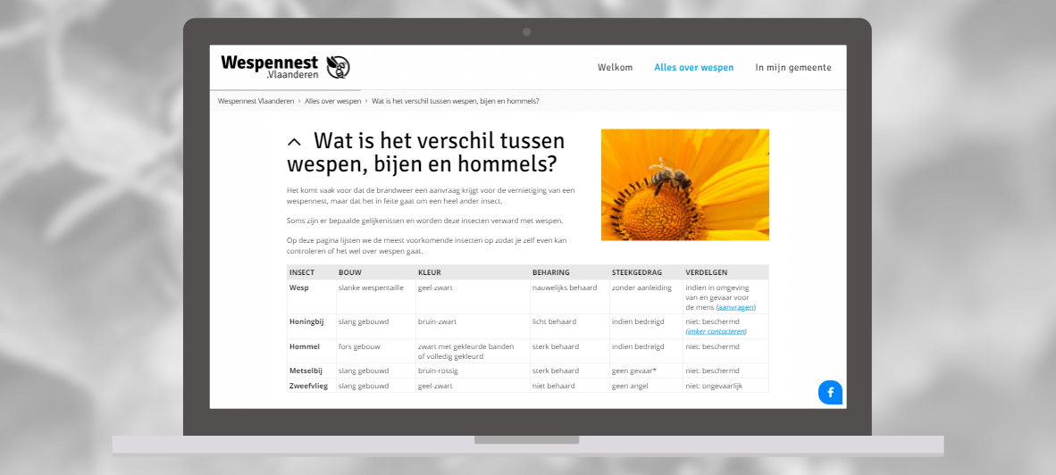 Wespennest Vlaanderen Wespennest Vlaanderen