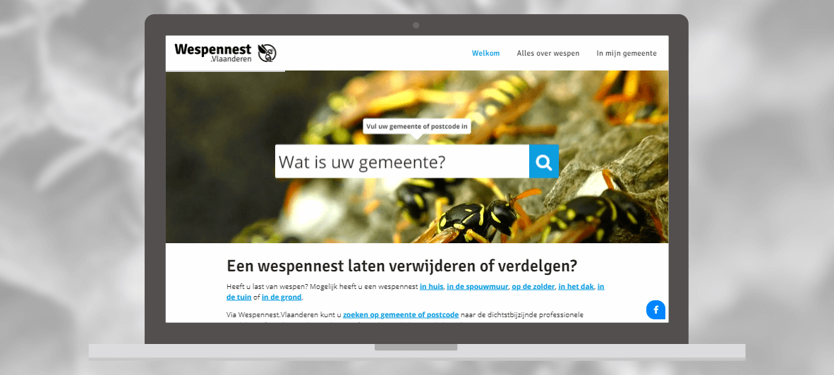Wespennest Vlaanderen Wespennest Vlaanderen